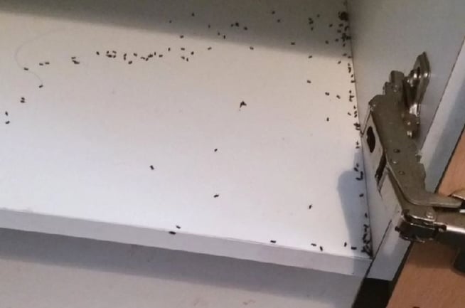 Fleas, Springtails, and Fungus Gnats: What small bugs live in your home?